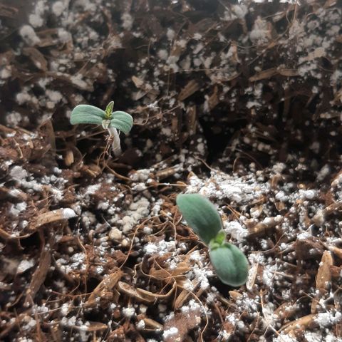 Star Buttah growlog timeline photo
