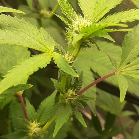 Rs#41 (makr cut) growlog timeline photo