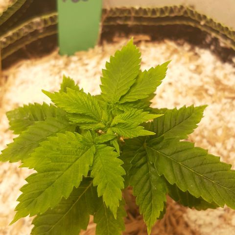 Star Buttah growlog timeline photo