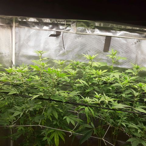 Pugs Breath growlog timeline photo