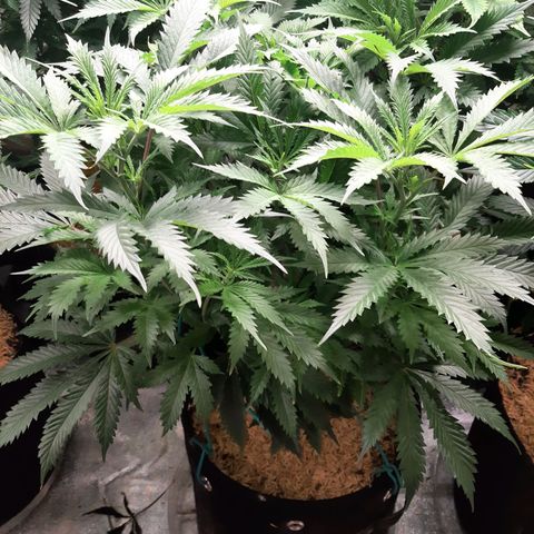 Vanilla Sunbreath s1 growlog timeline photo