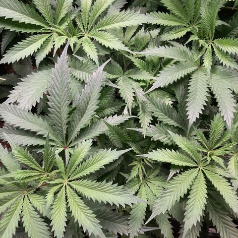 Vanilla Sunbreath s1 growlog timeline photo