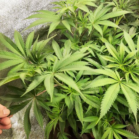 Double Burnout growlog timeline photo