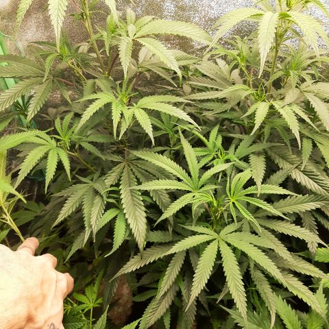 Cemented Banana Trufflez growlog timeline photo