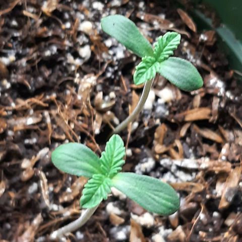 Star Buttah growlog photo: Pbj f2