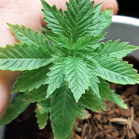 Star Buttah growlog photo: Pbj f2