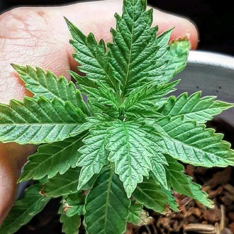Star Buttah growlog photo: PBnJ F2's 