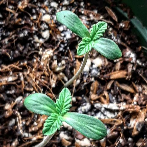 Star Buttah growlog photo: PBnJ F2's 