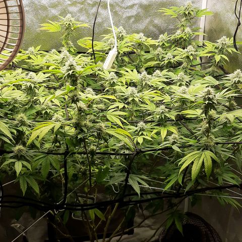 Gg#4 growlog timeline photo