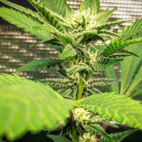 Rs#41 (makr cut) growlog timeline photo