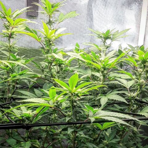 Rs#41 (makr cut) growlog timeline photo