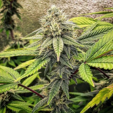 Gg#4 growlog timeline photo