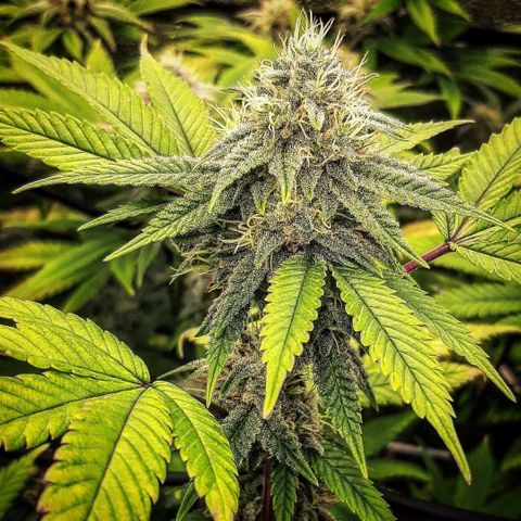Gg#4 growlog timeline photo