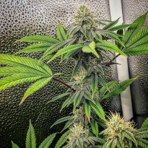Gg#4 growlog timeline photo
