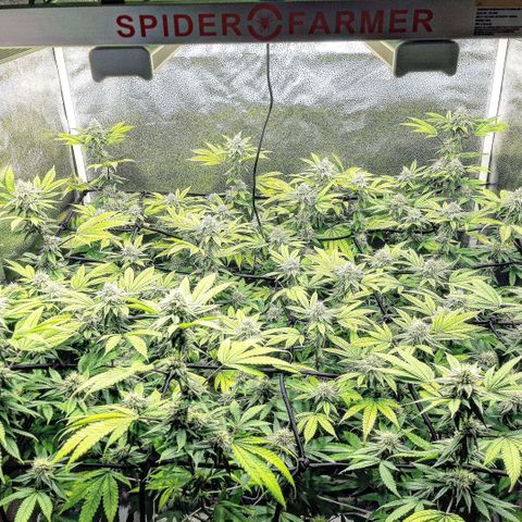 Gg#4 growlog timeline photo