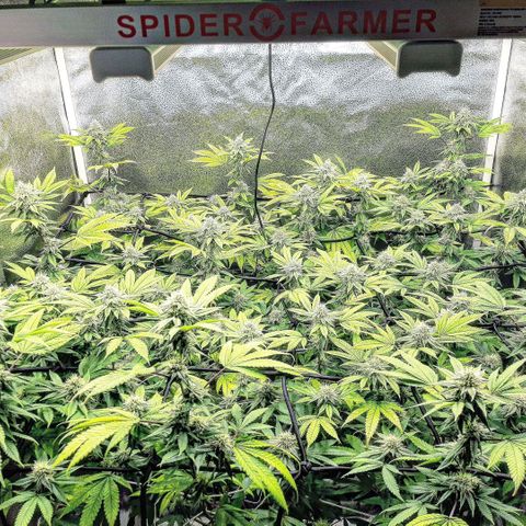 Gg#4 growlog timeline photo