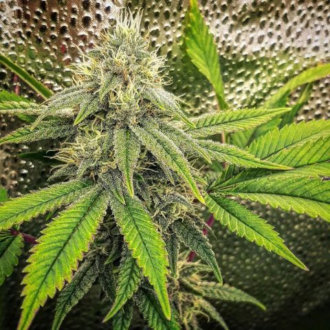 Gg#4 growlog timeline photo