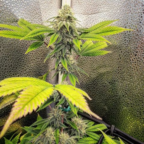 Gg#4 growlog timeline photo
