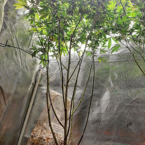 Pugs Breath growlog timeline photo