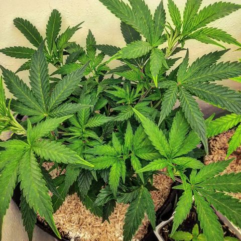 Unicorn Gelatin growlog timeline photo
