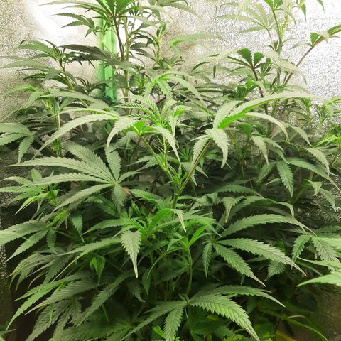Double Burnout growlog timeline photo