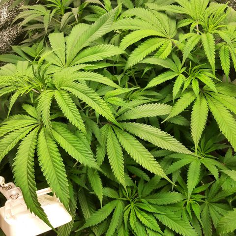 Double Burnout growlog timeline photo