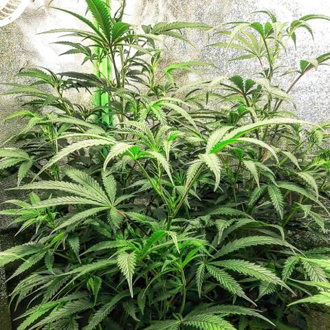 Cemented Banana Trufflez growlog timeline photo