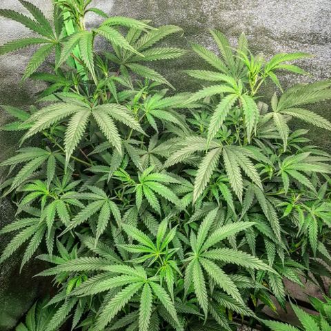 Cemented Banana Trufflez growlog timeline photo
