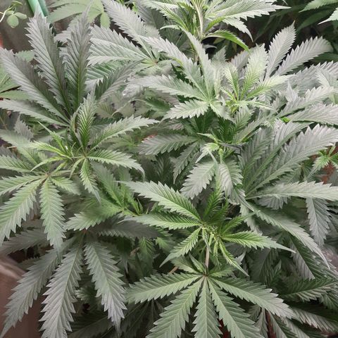 Vanilla Sunbreath s1 growlog timeline photo