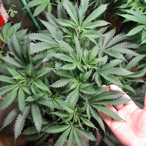 Vanilla Sunbreath s1 growlog timeline photo