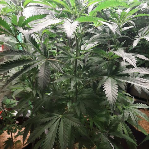 Vanilla Sunbreath s1 growlog timeline photo