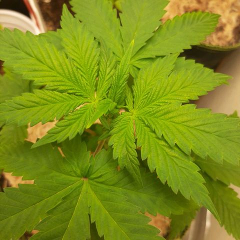 Star Buttah growlog timeline photo
