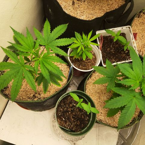 Star Buttah growlog timeline photo