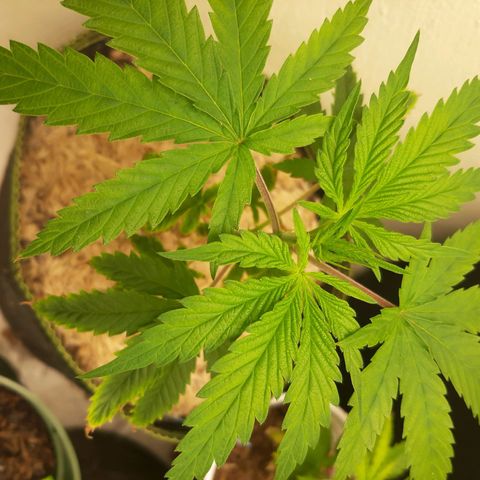 Star Buttah growlog timeline photo