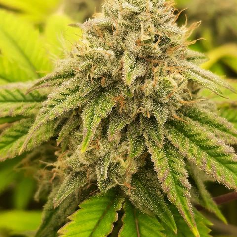Gg#4 growlog timeline photo