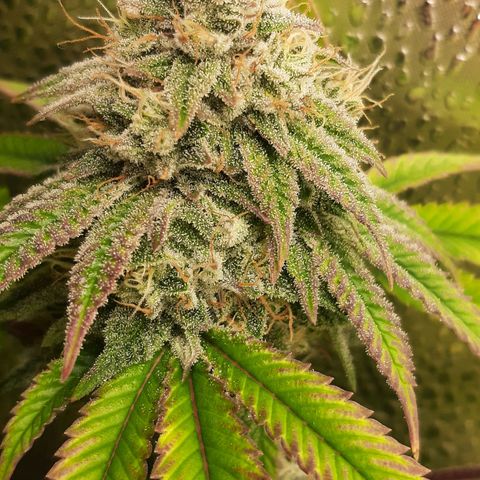 Gg#4 growlog timeline photo