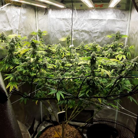 Gg#4 growlog timeline photo