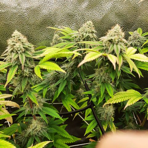 Gg#4 growlog timeline photo