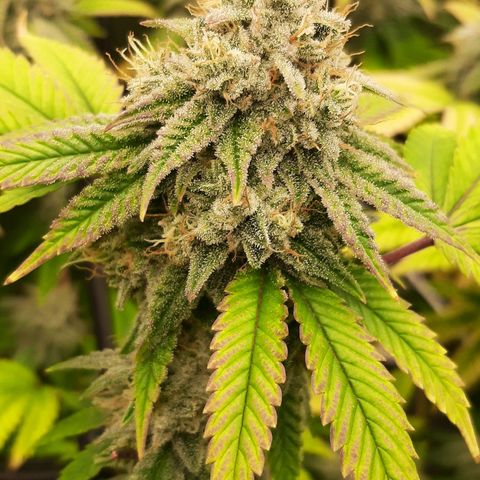 Gg#4 growlog timeline photo