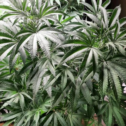Double Burnout growlog timeline photo