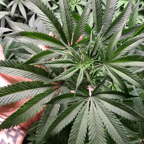 Double Burnout growlog timeline photo