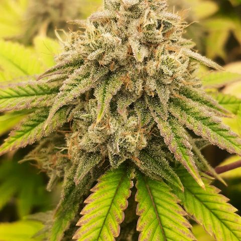 Gg#4 growlog timeline photo
