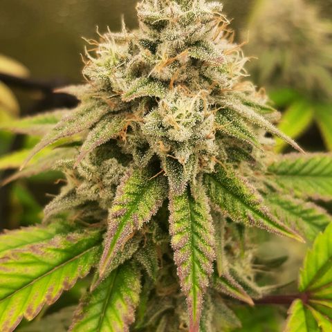 Gg#4 growlog timeline photo