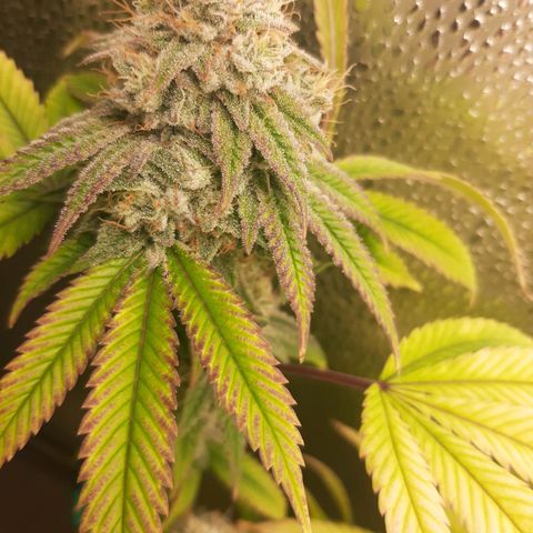 Gg#4 growlog timeline photo