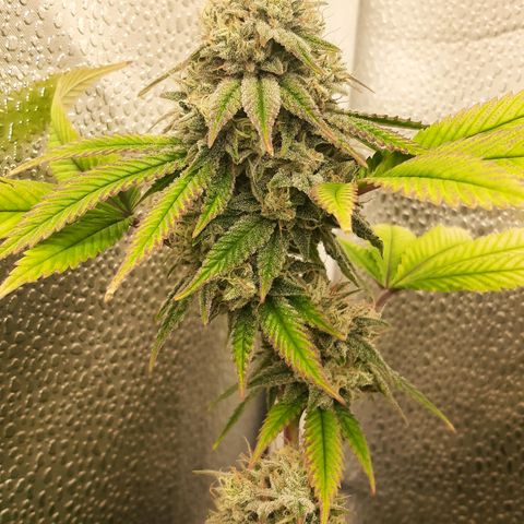 Gg#4 growlog timeline photo