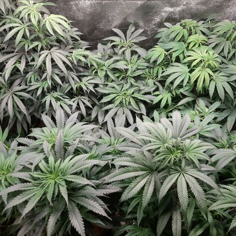 Unicorn Gelatin growlog photo: Veg tent