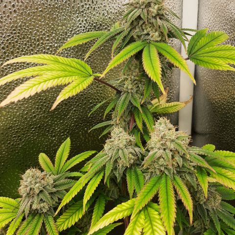 Gg#4 growlog timeline photo