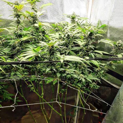 Rs#41 (makr cut) growlog timeline photo