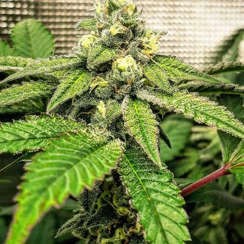 Rs#41 (makr cut) growlog timeline photo
