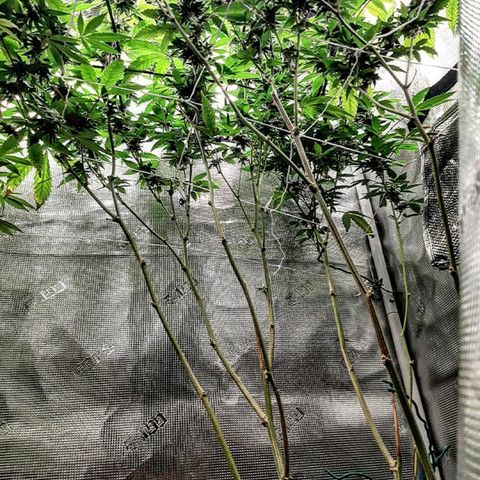 Rs#41 (makr cut) growlog timeline photo